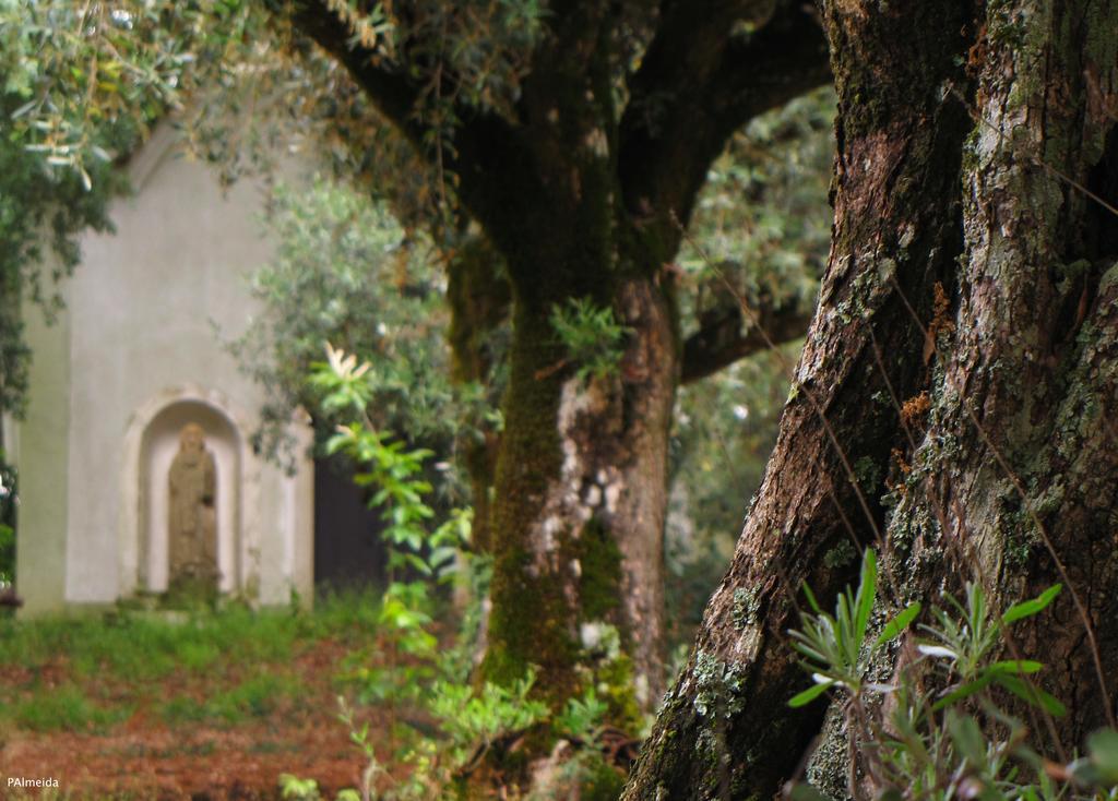 Quinta Do Cerquito Villa Ferreira do Zêzere Exterior foto